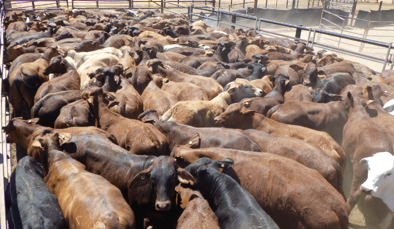 Lighter cattle showing price lift in 11,679 head online offering