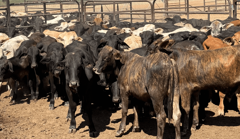 Heifer prices deteriorate in 12,400 head AuctionsPlus offering
