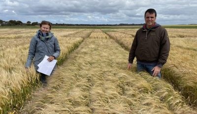 Spinnaker: New barley launches across Australia