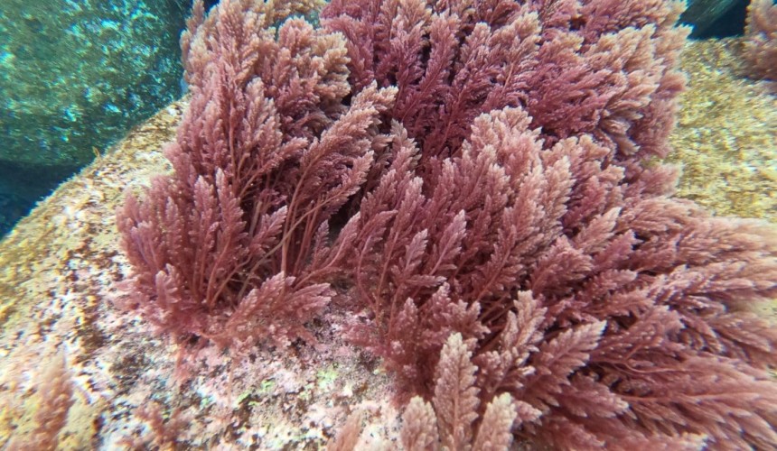 New asparagopsis seaweed feed additive study shows improved efficiency