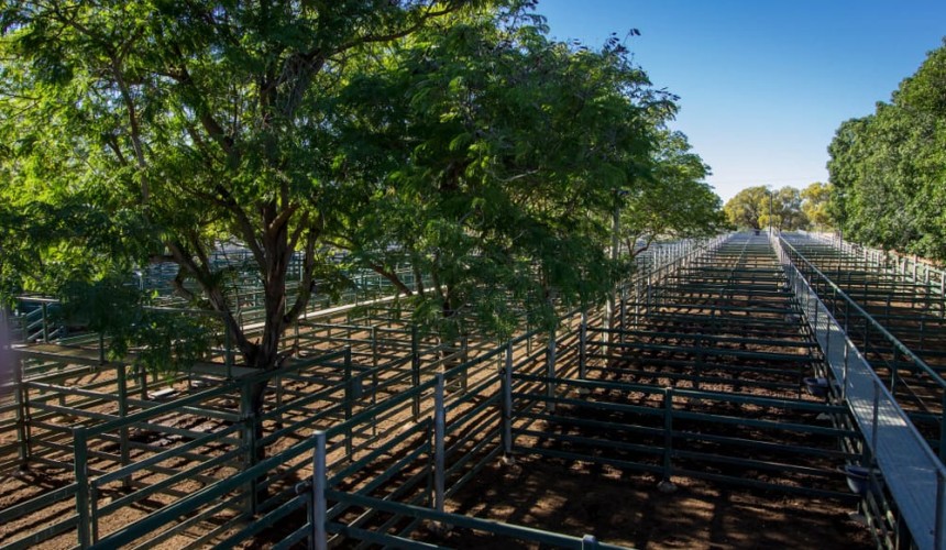 Blackall sale 17 Oct 2024: Store steers meet restocker demand