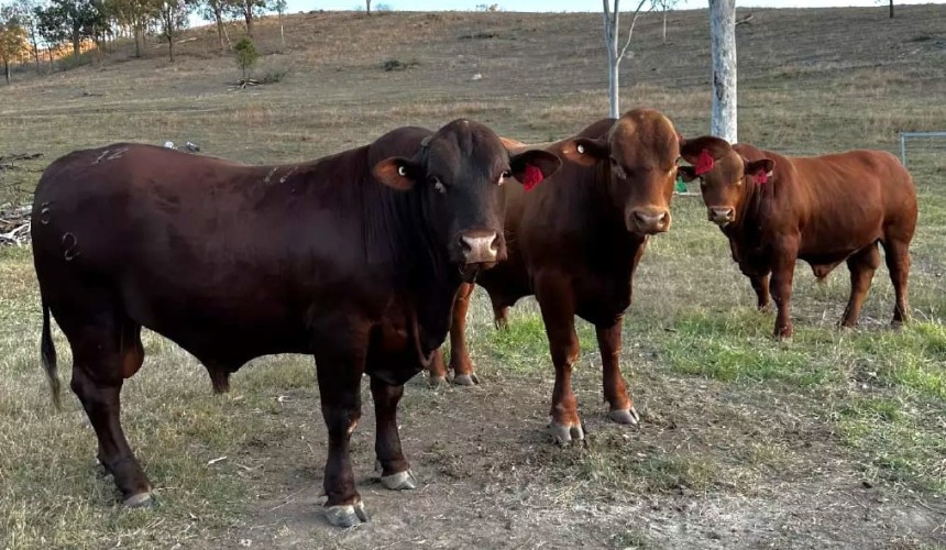 Genetics set baseline for improved production