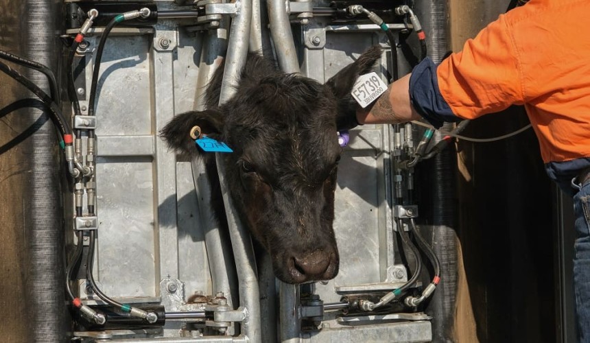 Automation reducing labour requirements of feedlot induction