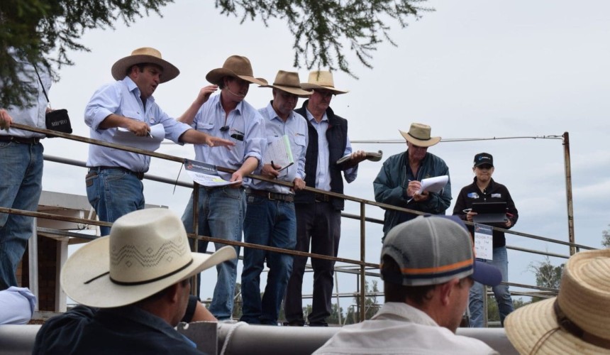 Gunnedah 5 May 2026: Rain fuels stronger market