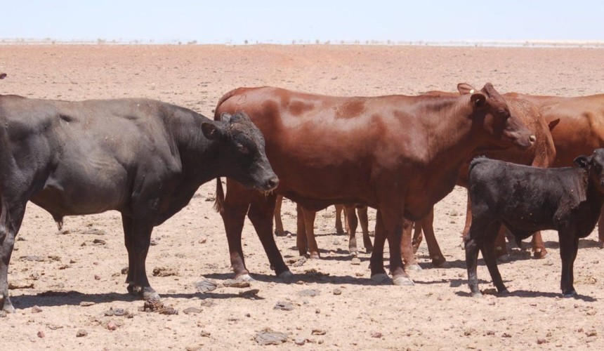 AA Co 200 years: The modern day Wagyu era