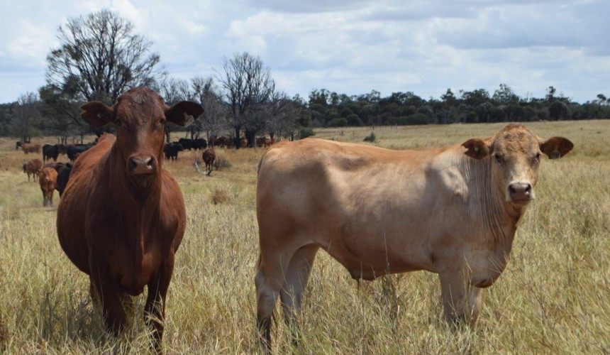 Call for Govt to stop letting “quasi conservation” overlays limit food production