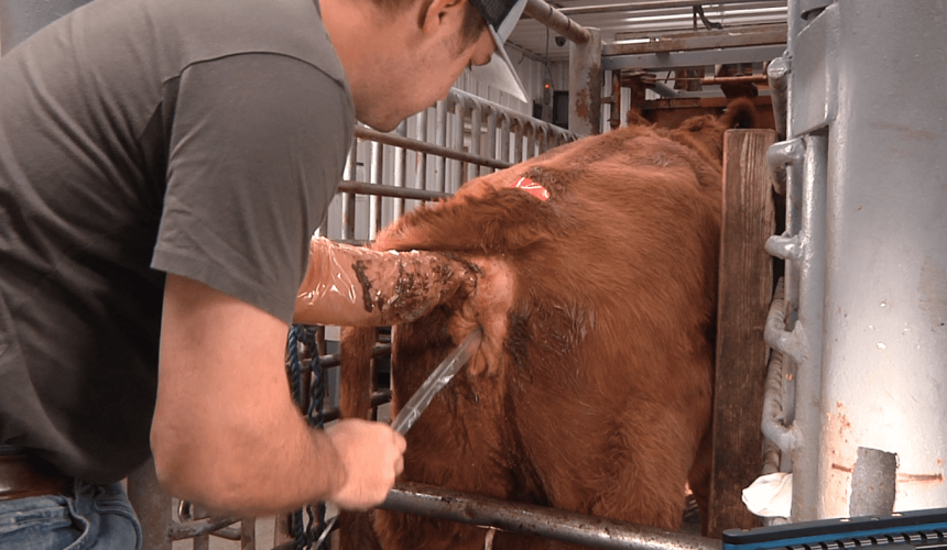 Oestrus intensity’s role in maximising artificial breeding success in cattle