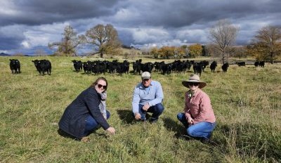 Pasture availability and animal performance predictions putting producers on front foot