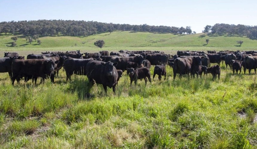 Movement at the station: Recent listings in southern and central NSW