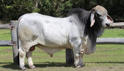 World class genetics on offer to stud and commercial buyers at Great Northern Brahman Sale