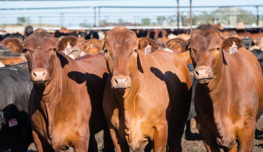 Australia edges closer to US-style grainfed beef production model