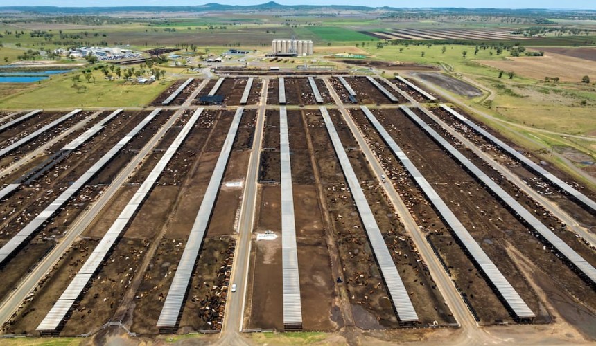 Feeder cattle market: Grids drop 20c with weather on watch