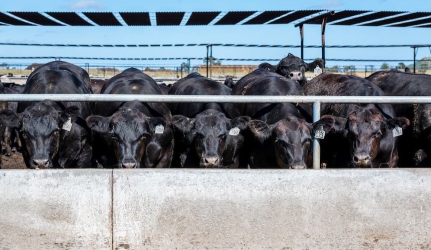 Beef City feedlot chalks up 50 years of operations +photos