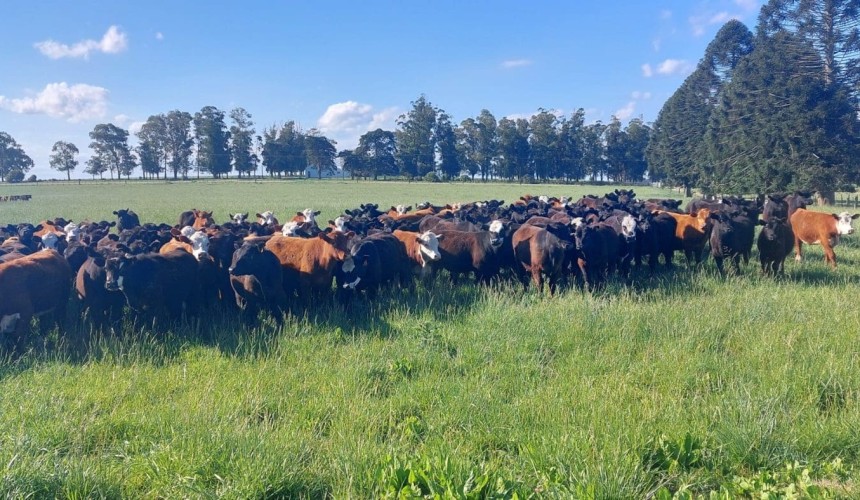 SE Asia Report: Weathering the storm and GRSB outlook for Australia and Asia