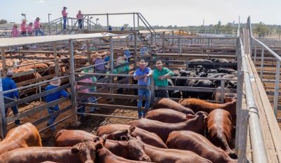 Roma store sale 15 Oct 2024: Firm to dearer market