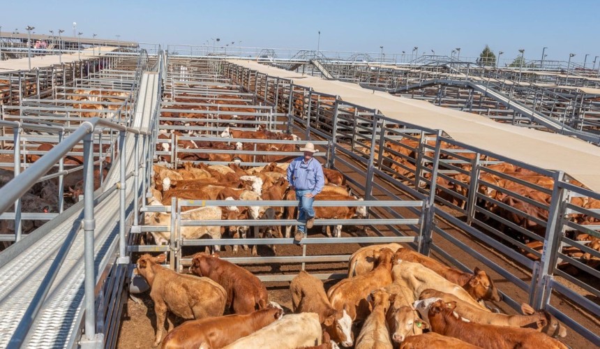 Roma store sale 22 Oct 2024: 10c/kg rises in some categories