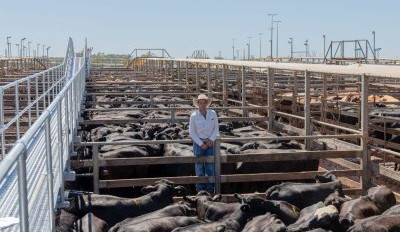Roma store sale 29 Oct 2024: Agents yard 5703 head