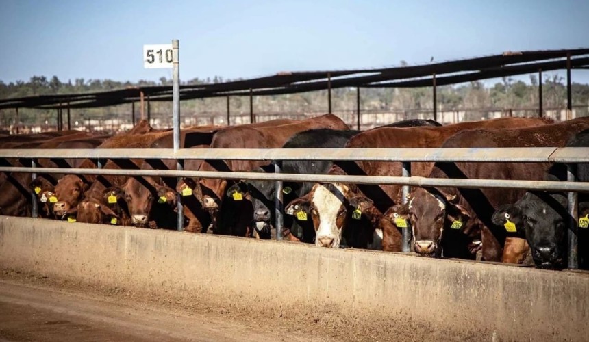 ‘One percenters’ add up for 2024 ALFA Feedlot of the Year winners
