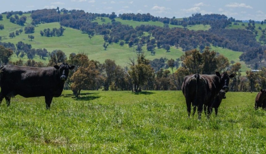 UK’s Swire family ends 60-year connection with Australian ag, with New England asset expected to make $70m