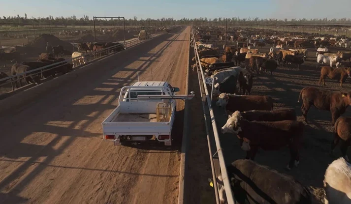 Automated bunk calling being commercialised for feedlot operators