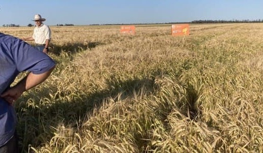 Feedgrain Focus: Prompt southern wheat kicks as dry bites