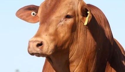 Weekly genetics review: Progress in polled cattle breeding – trends, breed data, and debunking myths