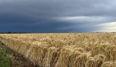 Feedgrain Focus: Prices firm as rain slows Qld harvest
