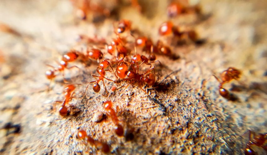 Fire Ant response a risk to farming and the Aussie BBQ