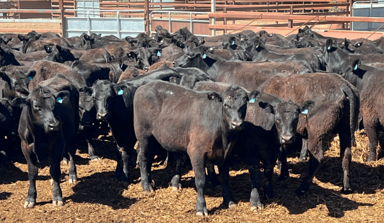 Steers and heifers show stronger trend in smaller 10,400 head AuctionsPlus offering    