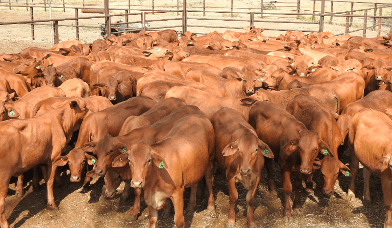 Seasonal impact seen in larger 13,853 head AuctionsPlus offering
