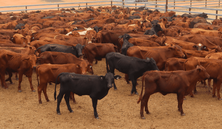 Young cattle prices lift in smaller 12,000 head AuctionsPlus offering    