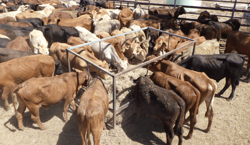 Clearance rates ease to 63pc in larger 12,359 head AuctionsPlus offering