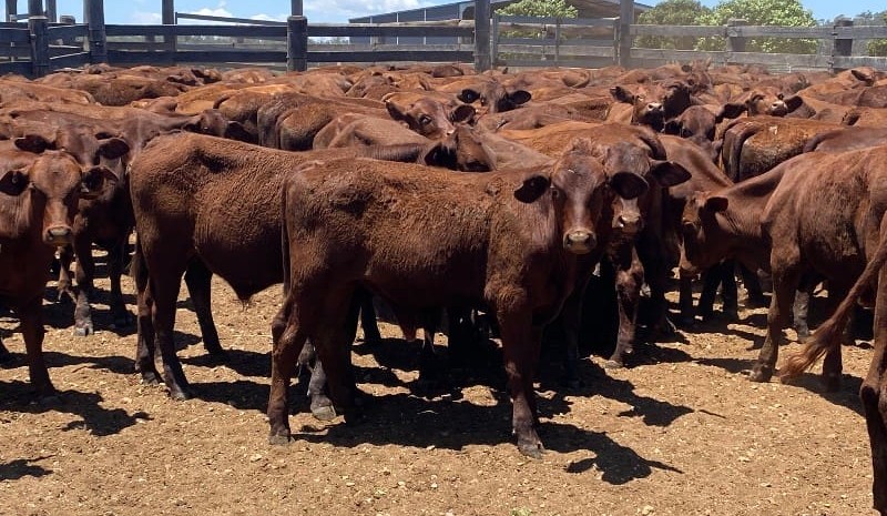 Steer & heifer prices softer in 10,837 head online offering