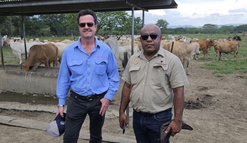 PNG eyes breeder imports to rebuild cattle industry