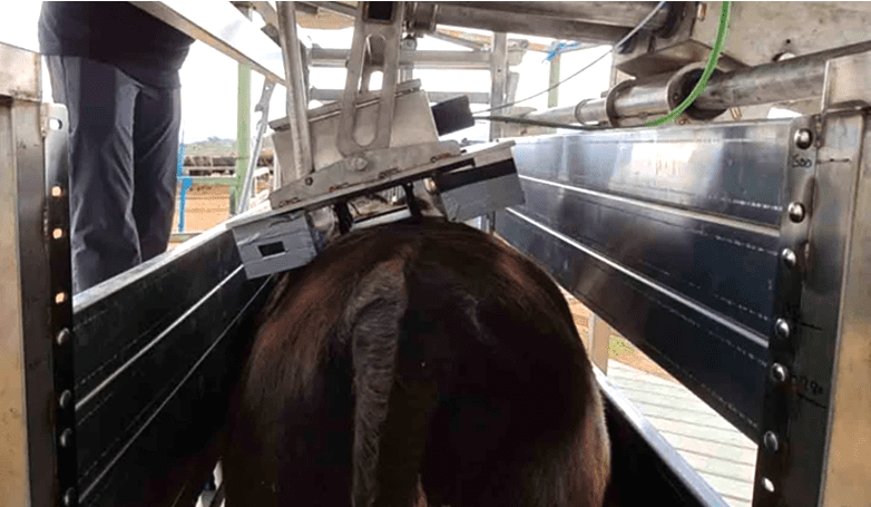 New tech to measure eating quality in live animals