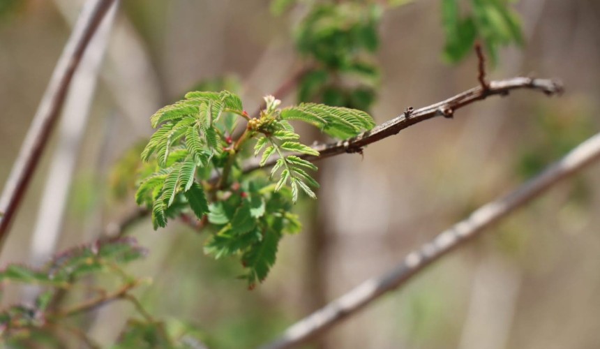 BeefConnect webinar: Benefits of pasture legumes in Qld – PART 2