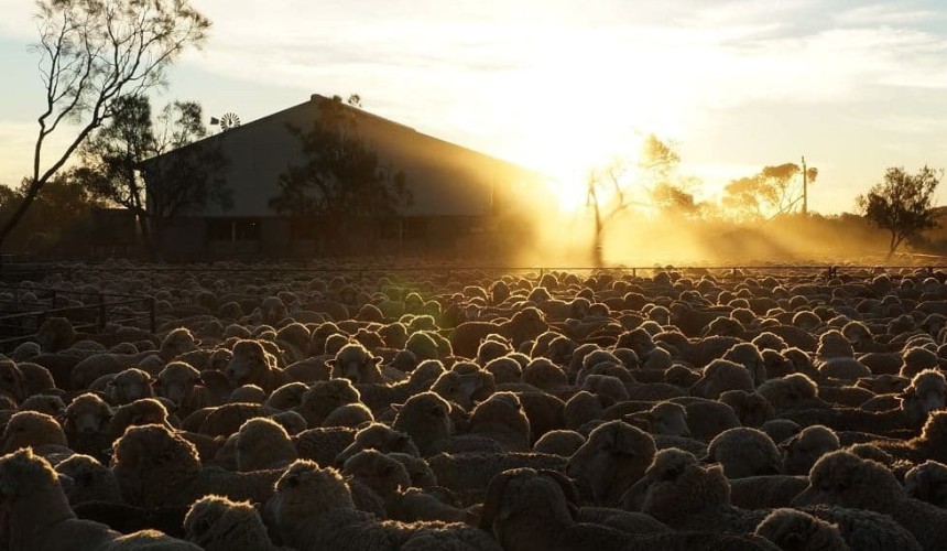Australia’s largest sheep station returns to market