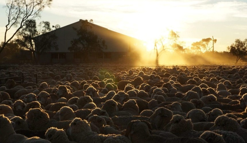 CPC diversifies into wool, with purchase of Jumbuck’s 10,000sq km Rawlinna Station