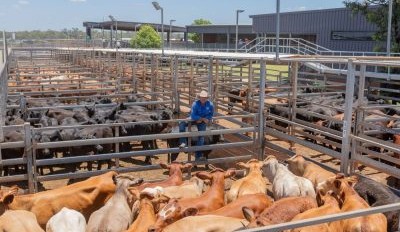 Roma store sale 26 Nov 2024: Market firm to dearer