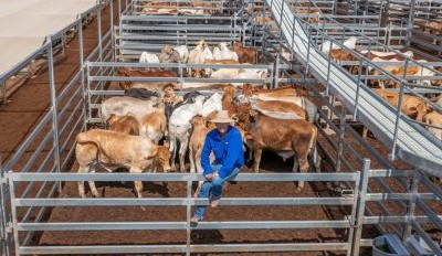 Roma store sale 12 Nov 2024: Prices lift in rain affected yarding