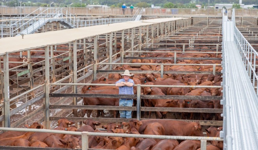 Roma store sale 19 Nov 2024: Prices dearer in rain affected market