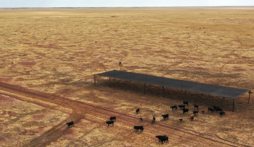 Heat stress mitigating shade structures deliver calf survival impact in Barkly heifer trial