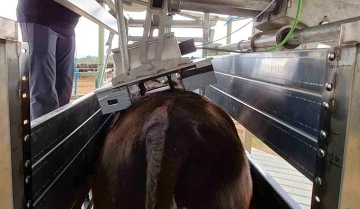 New tech explores measurement of IMF marbling in live animals
