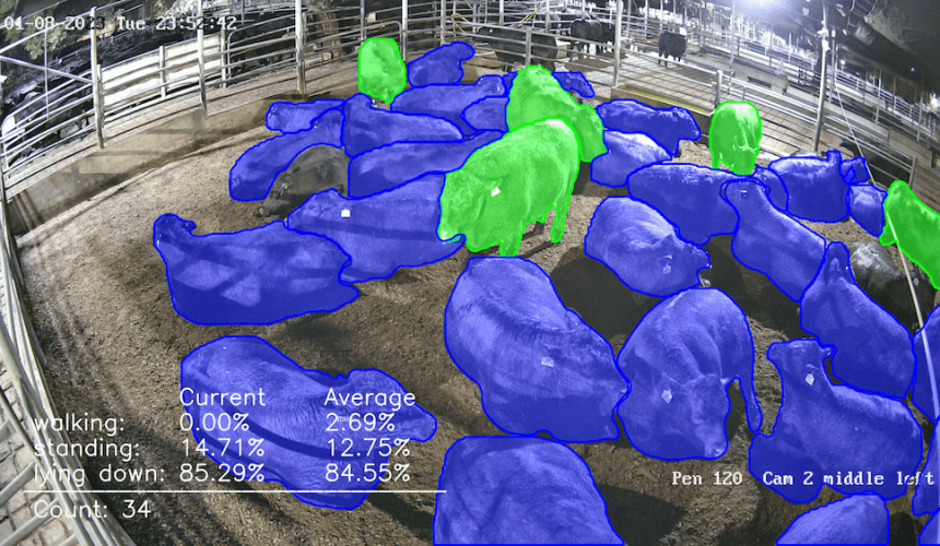 CSIRO harnessing AI to assess animal behaviour