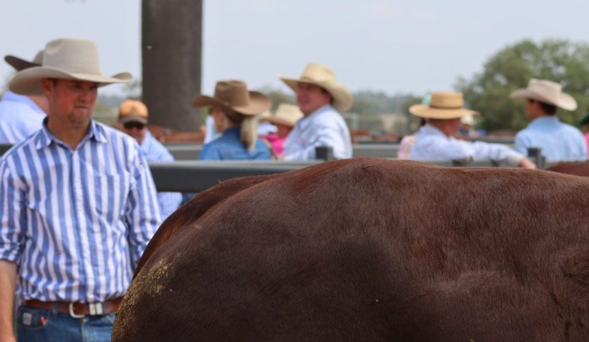 Numbers of bulls sold at auction for 2024 for the ten largest breeds