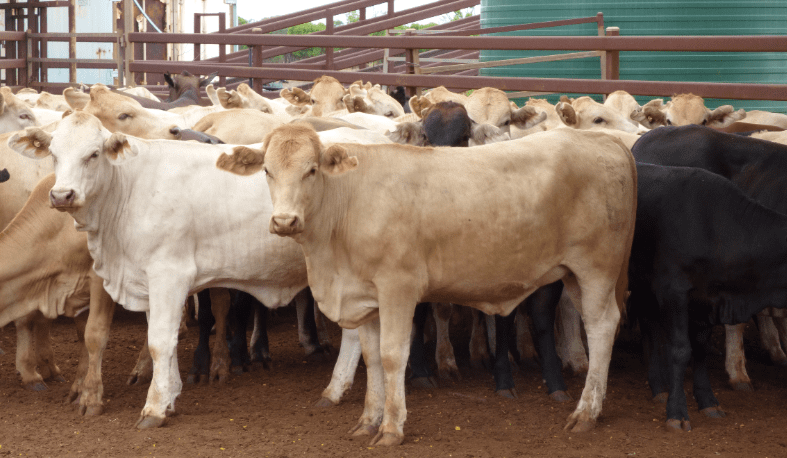 Steers lift, heifers ease in 11,414 head AuctionsPlus offering    