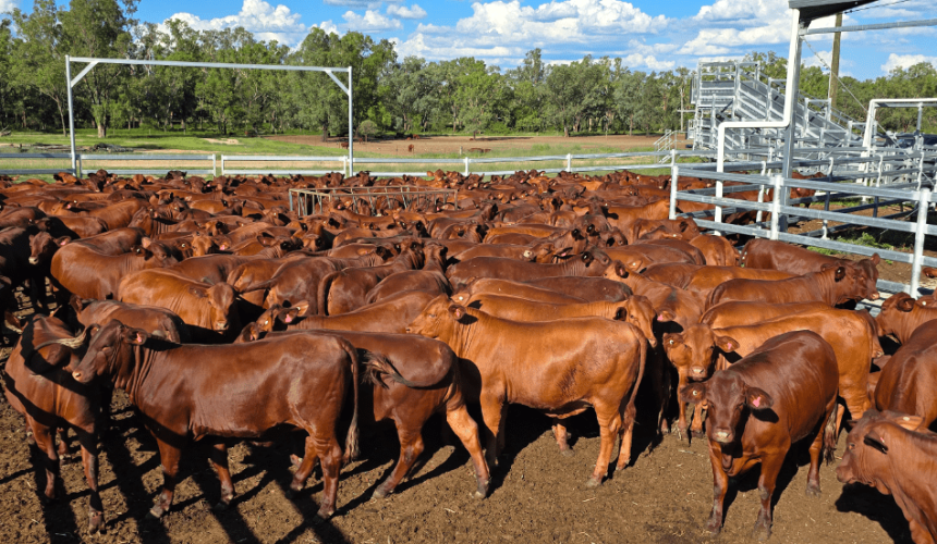 Young cattle values lift in 14,983 head AuctionsPlus offering