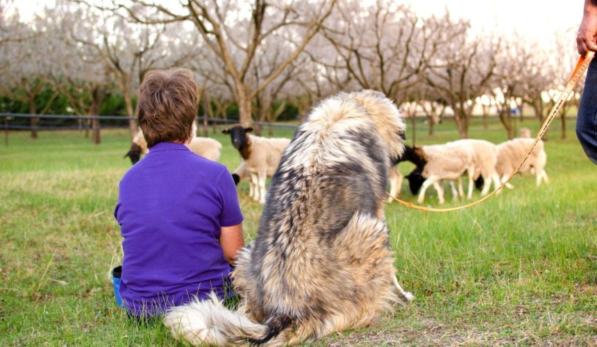 National forum puts spotlight on livestock guardian animals in wild dog and dingo control