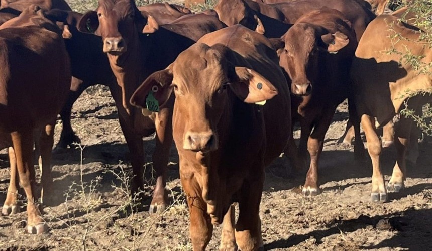 Smart cattle trades 2024: Kimberley-bred backgrounders head east in big numbers
