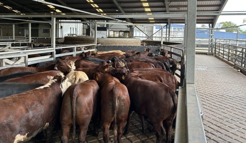 Shorter pre-slaughter lairage improves carcase weight and meat quality, study shows